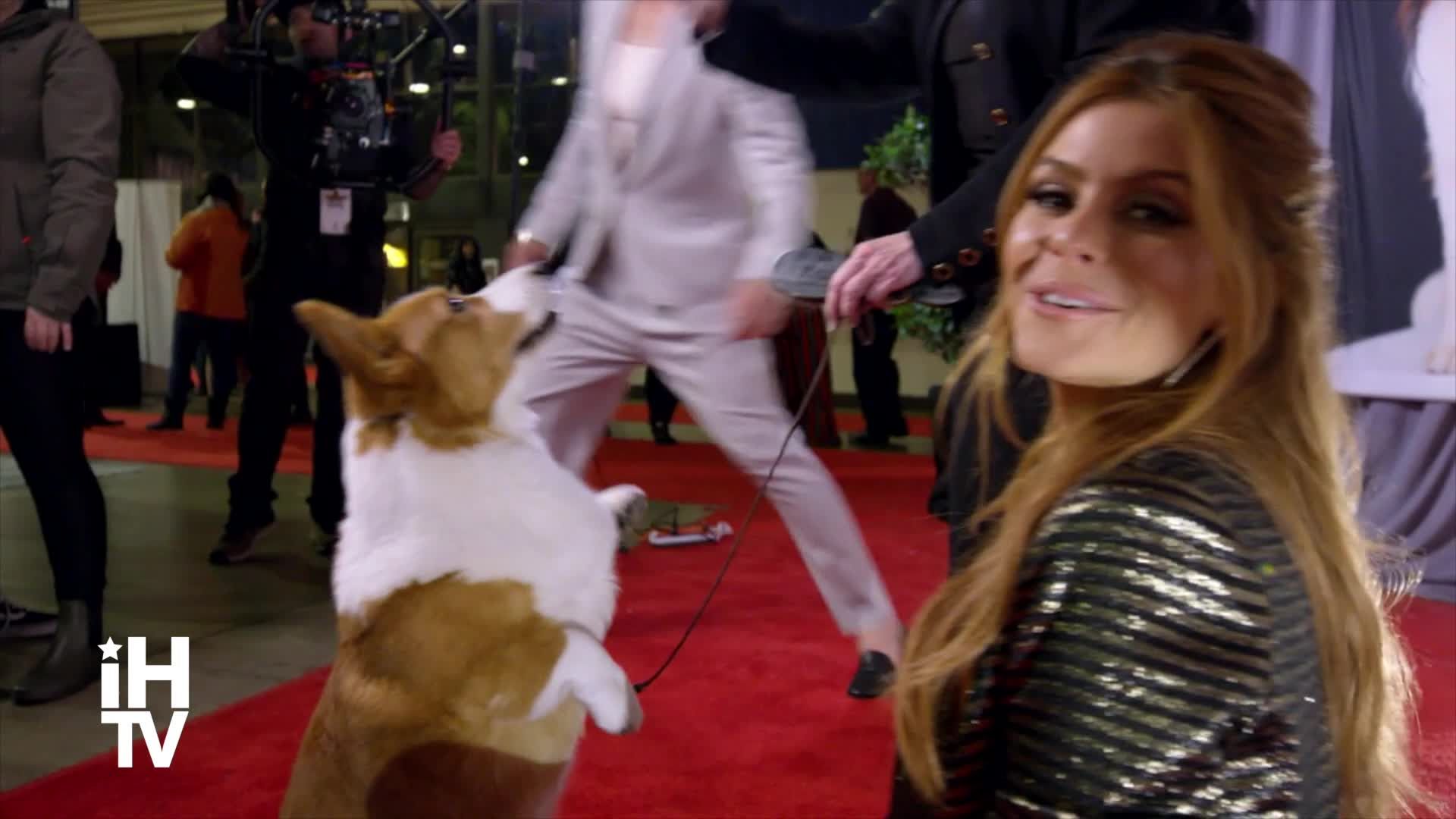 The Beverly Hills Dog Show (NBC) Ashley Tisdale, Shaun White, Maria Menounos & More!