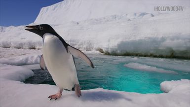 Disneynature's Penguins: Behind The Scenes In Icy Antarctic