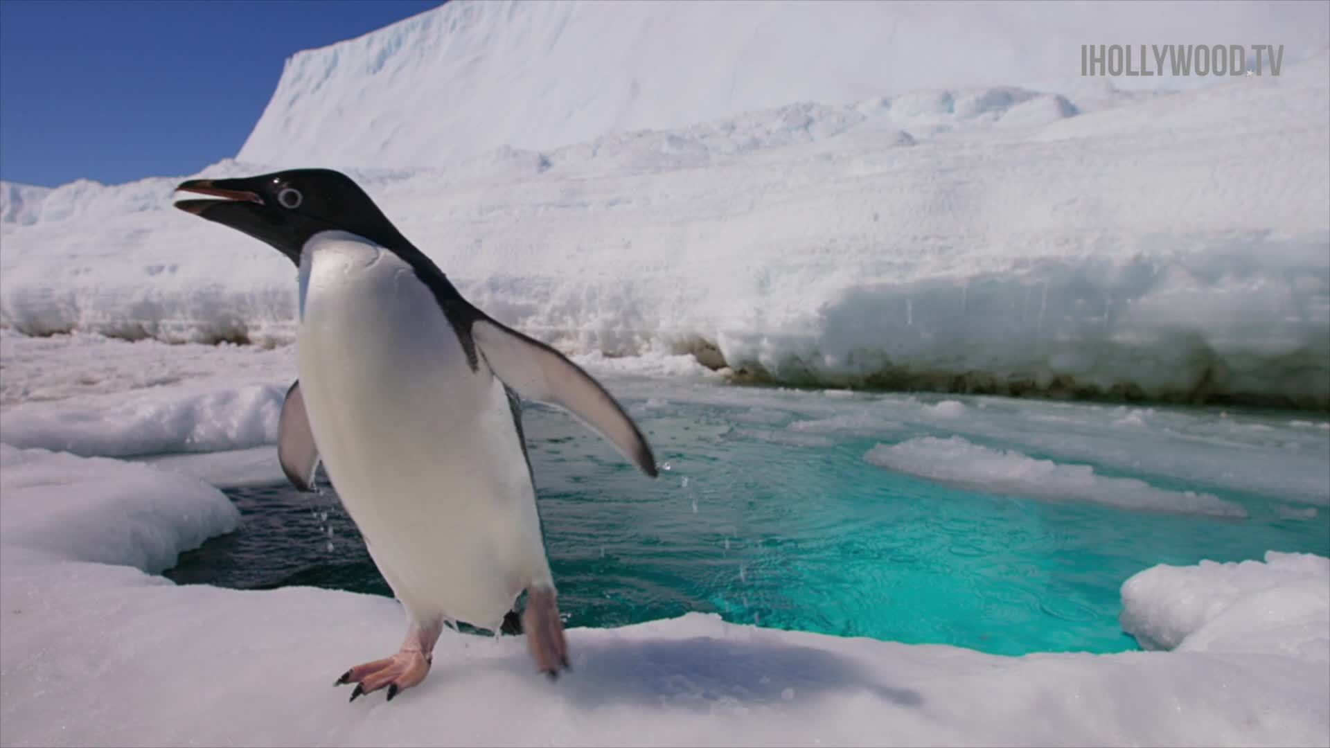 Disneynature's Penguins: Behind The Scenes In Icy Antarctic